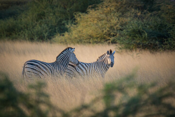 zebras in the grass in botswana