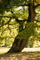 Beautiful old oak tree in park, nature.