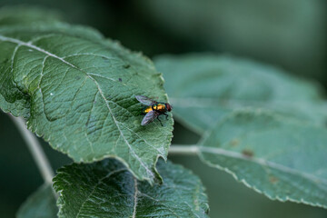 A fly on a green leaf. Bug on leaf