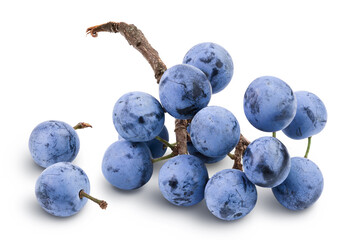 Fresh blackthorn berries with twig, prunus spinosa isolated on white background with full depth of...