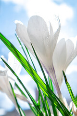 White crocus flowers against the sky with light rain and sun in spring