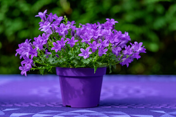 Campanula flowers pot
