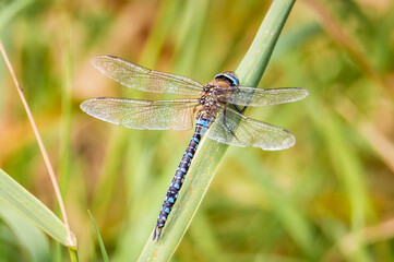 Migrant Hawker dragonfly on a grass reed