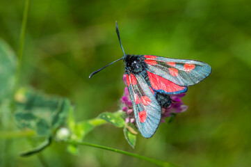 Narrow-bordered Five-spot Burnet on red clover