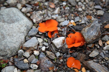 Mushrooms, at Patagonia Argentina.