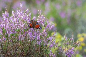 Peacock butterfly feeding among the purple heather