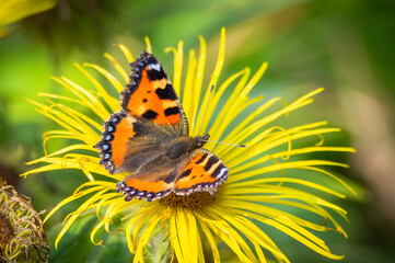 Small Tortoiseshell butterfly on a big yellow flower