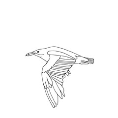 Flying large seagull, drawn in the style of doodles. Vector illustration of a seabird, a symbol of the sea.