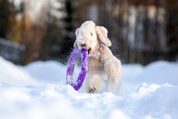 Bedlington terrier puppy has fun playing with a purple ring in the snow