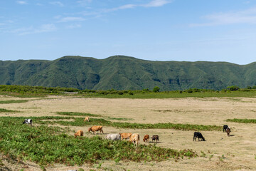 Madeira holiday summer cows in field mountains sunny day green trees landscape