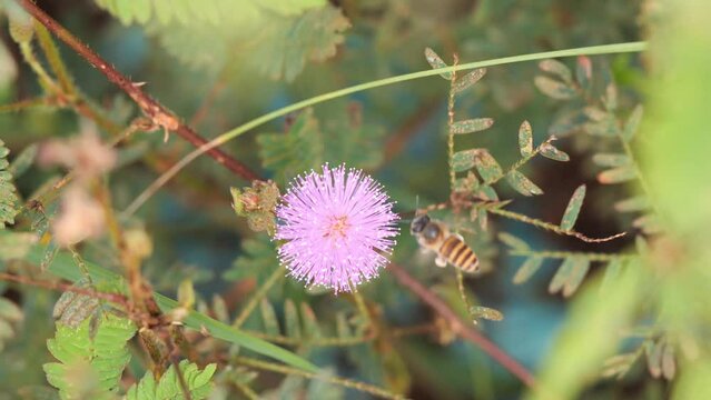 A honey bee lands on a mimoa pudica flower and flies away.