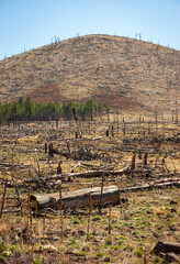 Obraz premium Burned Trees From Wildfire at Coconino National Forest