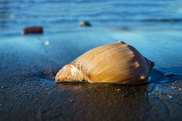 Summer Beach Vibes, A Serene Seaside Shot of a Seashell-Carrying Seasnail on Sandy Shoreline