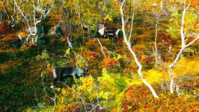Aerial: Drone Shot Of Rangifer Tarandus Walking Amidst Plants On Sunny Day - Tromso, Norway