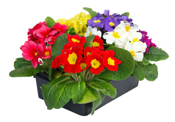 Barquette de primevères