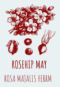 Vector drawings of a wild rose, ROSEHIP MAY. Hand drawn illustration. Latin name ROSA MAJALIS HERRM.
