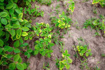 Soybean diseases. Yellowing leaves of young soybean sprouts in a farm field. Poor germination of soybean seeds.