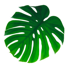 A leaf of a tropical Monstera Deliciosa, with the veins clearly visible. - 576469089