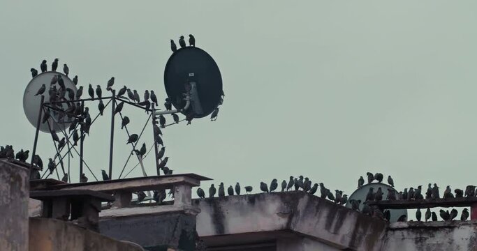 Birds flock flying sit on satellite TV Antenna on roof building in city