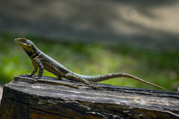 Lizard over old log - Tropidurus itambere, Rio de Janeiro.