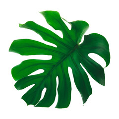 A leaf of a tropical Monstera Deliciosa, with the veins clearly visible. - 576469277