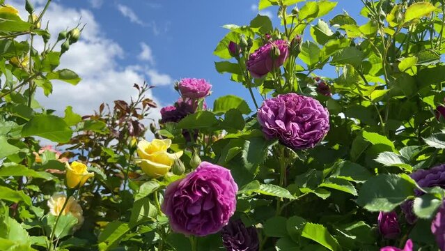 Rose flowers purple yellow pink against sky in the summer garden.