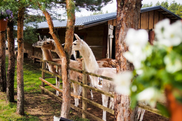 open-air zoo camel park, llamas, alpacas behind the fence