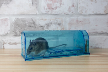 House mouse caught in a live humane trap for pest control