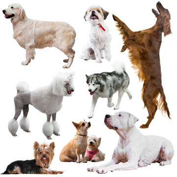 Image of dogs of different breeds, isolated on a white background