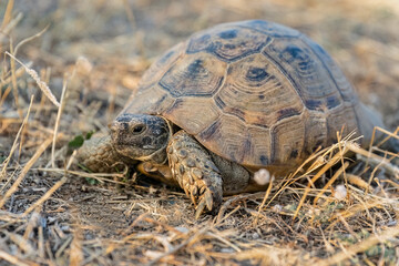 Turtle or Testudines walking on the ground close-up portrait.