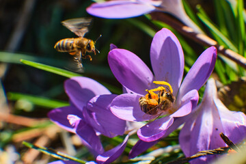 Bees collecting honey in crocus. High quality photo