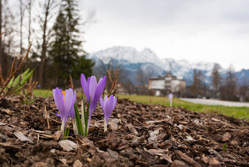 spring crocus flowers in Zakopane park, Tatra mountains, early spring Tatry, purple violet saffron flowers with snowy Giewont in the background, Zakopane, Poland
