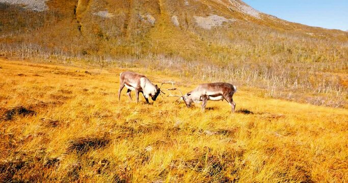 Reindeer With Antlers Fighting On Dry Grassy Land During Sunny Day - Tromso, Norway