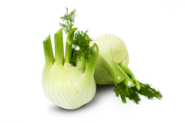 Fresh fennel bulb isolated on a transparent background