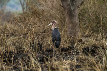 Marabu stork (Leptoptilos crumeniferus) standing among the burnt grass, profile view.