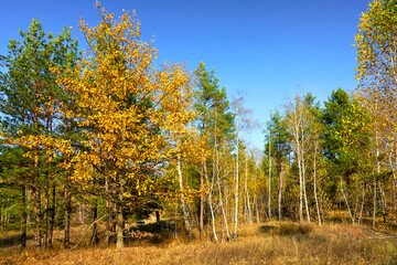 Gorgeous autumn in the forest with birches and maples on a sunny day.