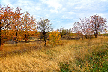 Autumn landscape on a sunny warm day with blue sky, beautiful trees in the autumn grass.