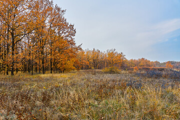 Fototapeta premium Autumn, trees in golden leaves, teren bushes on the hills.