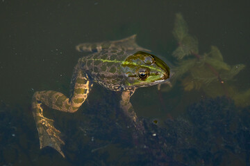 A green frog looks out of the water.