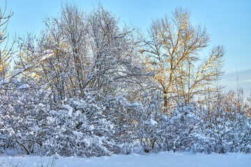 Winter landscape, snow-covered forest on a sunny frosty day.