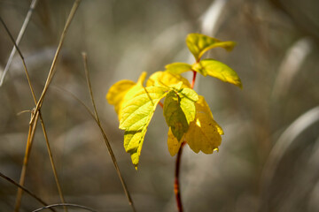 Autumn leaves on a branch close-up.