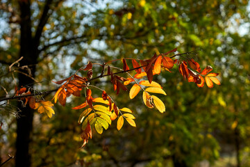 Fototapeta premium Bright autumn leaves on a tree branch on a sunny October day.