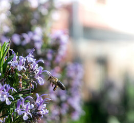 Abeja en primavera recogiendo polen de romero