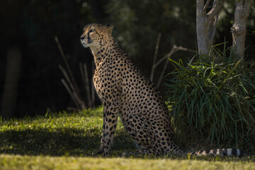 This image shows a stoic wild cheetah sitting in an African landscape and looking straight forward into the distance. 