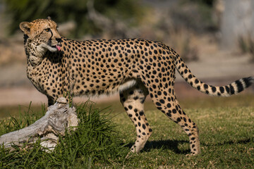 This image shows a wild cheetah walking through an African landscape, sticking it's tongue out, and looking behind itself. - obrazy, fototapety, plakaty
