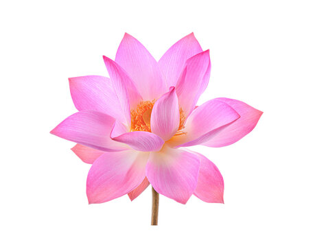 petal lotus flower isolated  on  trasparent png
