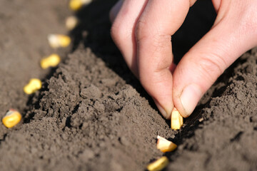 Close up view on farmer hand puts corn seed into the ground. Planting seeds in the ground. Sowing company or agriculture concept