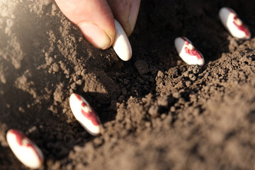 Close up on farmer hands planting bean seeds in the ground. Planting seeds in the ground. Sowing company or agriculture concept