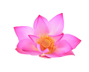 Fototapeta na wymiar petal lotus flower isolated on trasparent png