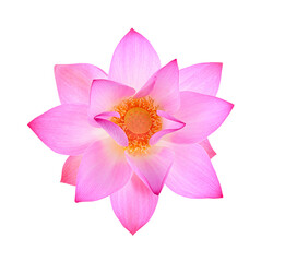petal lotus flower isolated  on  trasparent png